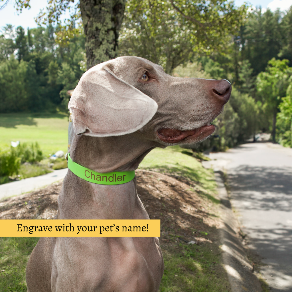 Dog wearing a lime green collar with 'Chandler' engraved, standing outdoors with trees in the background.