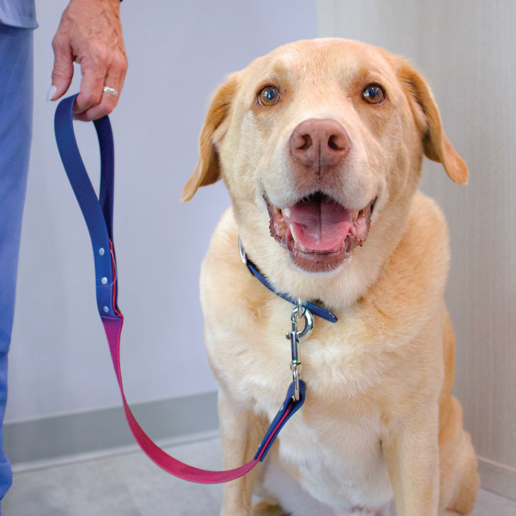Happy yellow labrador dog on a short pink and blue biothane 2 foot leash held