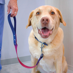 Happy yellow labrador dog on a short pink and blue biothane 2 foot leash held
