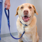 Happy yellow labrador dog on a short biothane 2 foot leash held