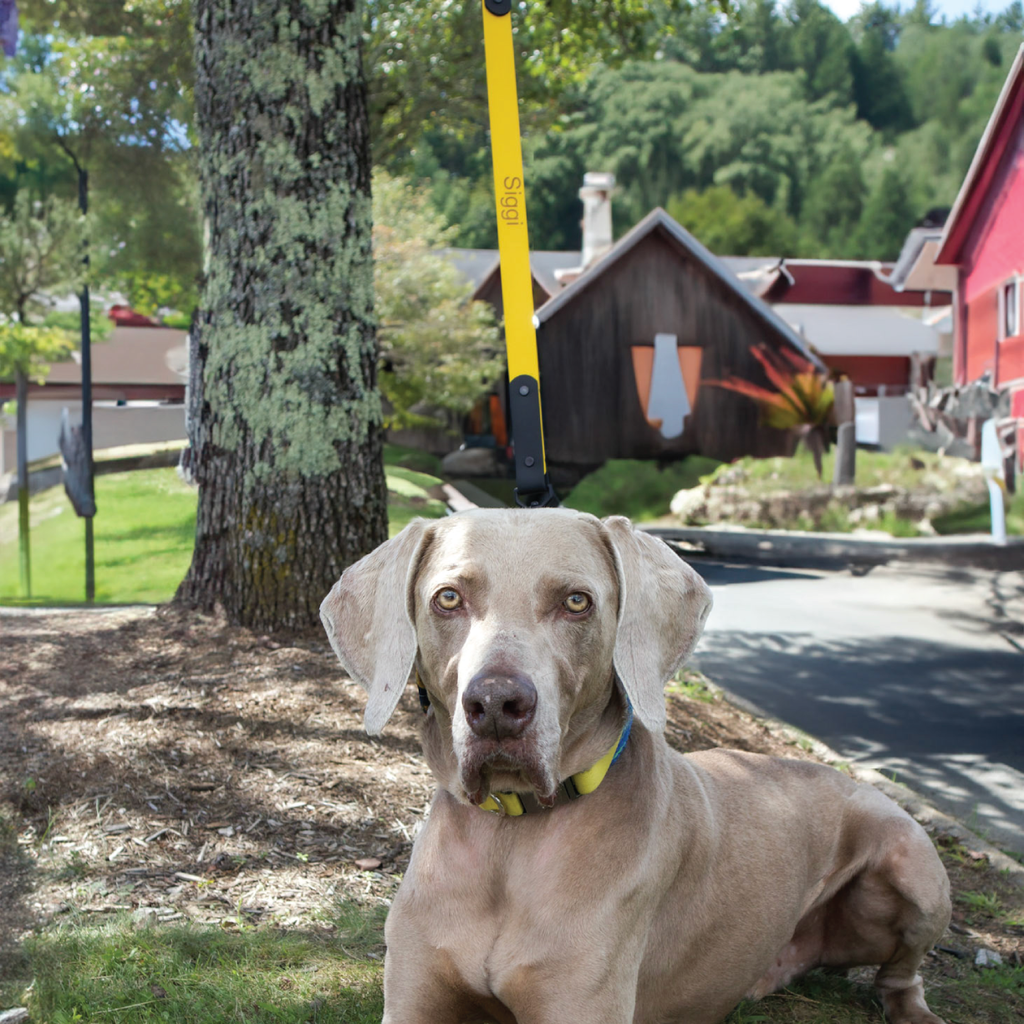 large silver dog wearing yellow and grey biothane 2 foot lead with the dog's name engraved on it