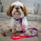 Small dog with matching purple and neon pink collar and leash, sitting on a beige ottoman in a living room.