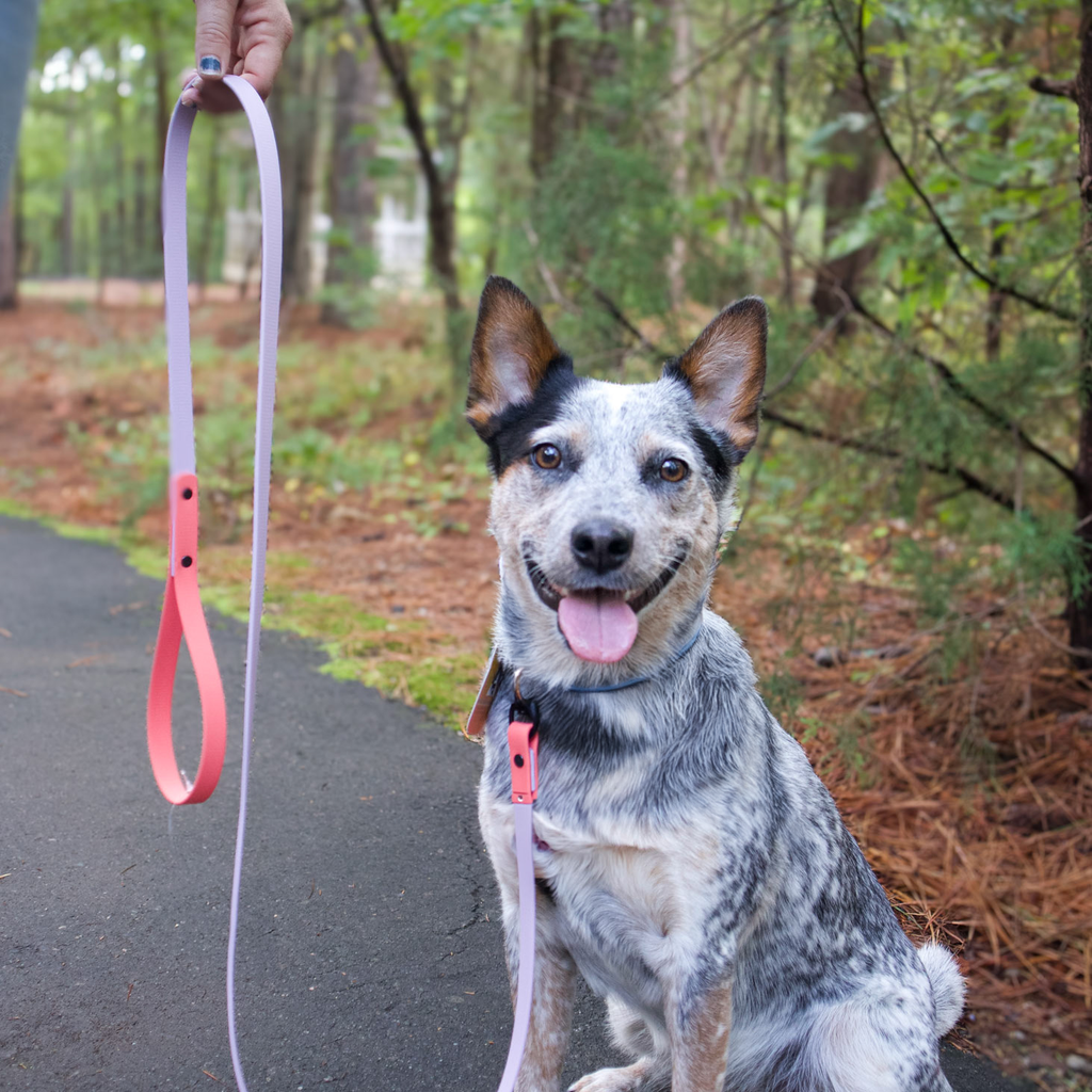 Australian Cattle dog wearing a light purple and pink biothane dog leash