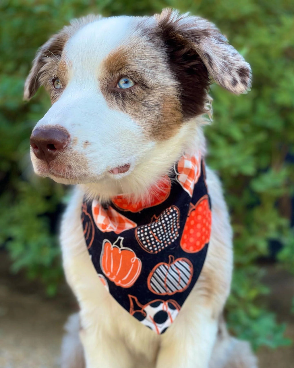 Personalized Patterned Pumpkins Halloween Dog Bandana