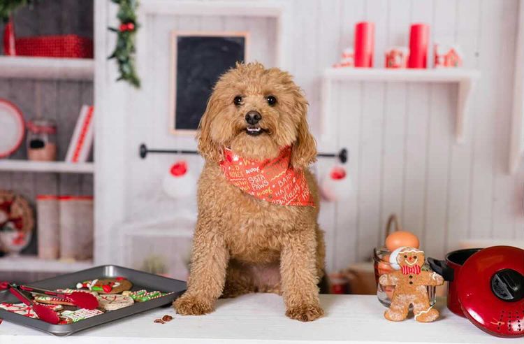 Santa Paws Dog Bandana