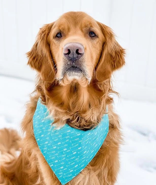 Personalized Teal Arrows Dog Bandana